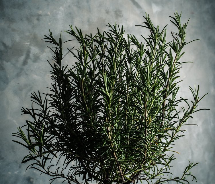 rosemary.jpeg